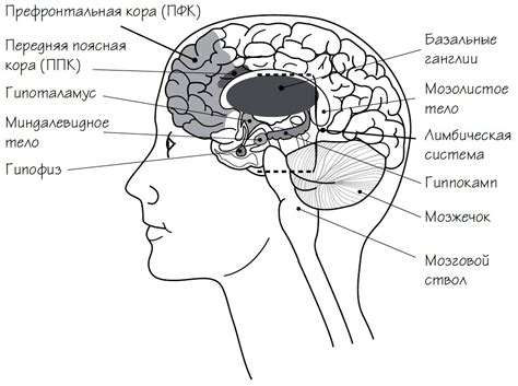 Генетические нарушения и их связь с эхогенностью мозга