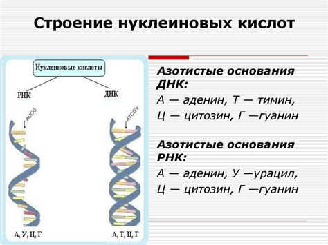 Генетические особенности и размер кадыка