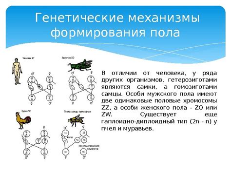 Генетические процессы и наследование