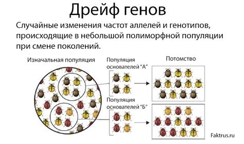 Генетический дрейф и его значение в биологических исследованиях