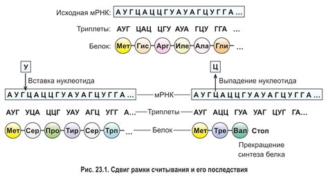 Генетический код и его роль в генотипе и фенотипе