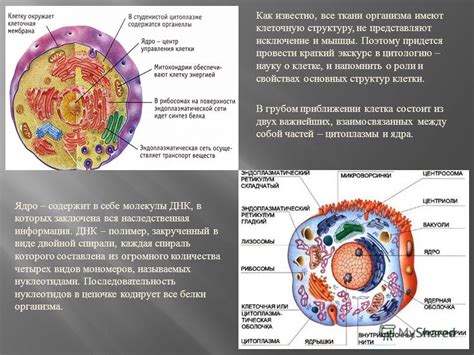 Генетический материал и его влияние на клеточную структуру