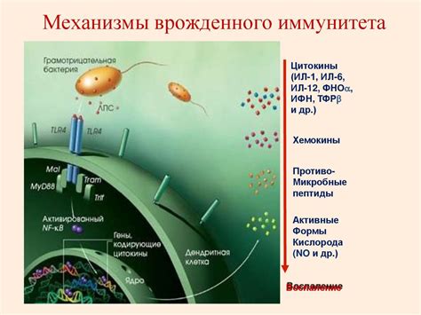 Генетический фактор врожденного иммунитета