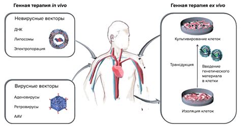 Генная терапия: ожидаемые выгоды и риски