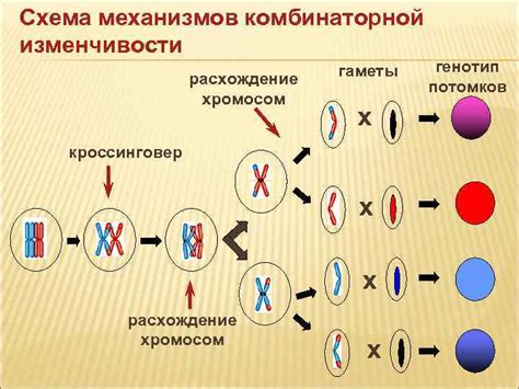 Генотип gg и наследственность