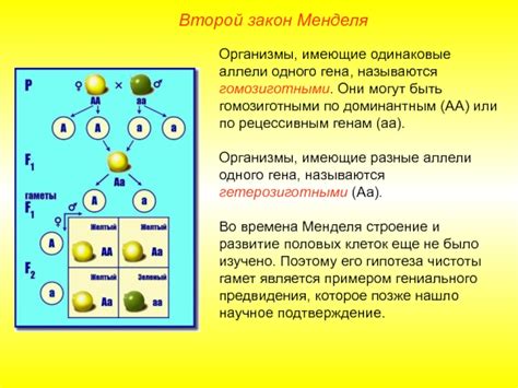 Гены, имеющие одинаковые аллели, называются гомозиготными