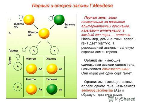 Гены, имеющие разные аллели, называются гетерозиготными