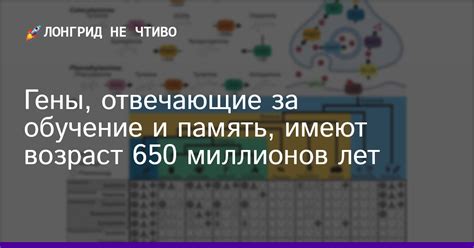 Гены, отвечающие за одну и ту же характеристику, но имеющие разные варианты, считаются аллельными