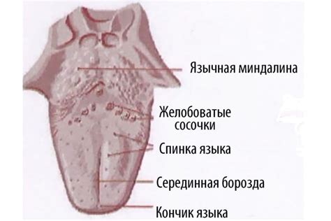 Гиперплазия язычной миндалины у взрослых