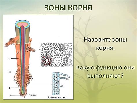 Главные функции мочковатой корневой системы