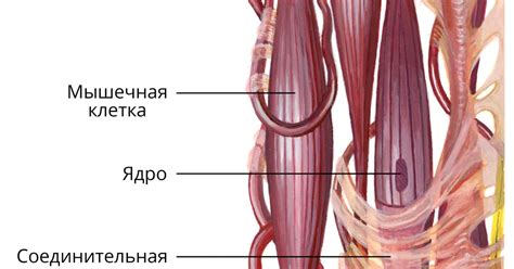 Гладкие мышцы сосудов обеспечивают регулировку кровотока