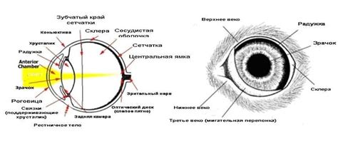 Глаза кота: строение и функции