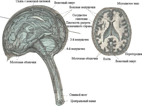 Глия - незаменимый элемент головного мозга