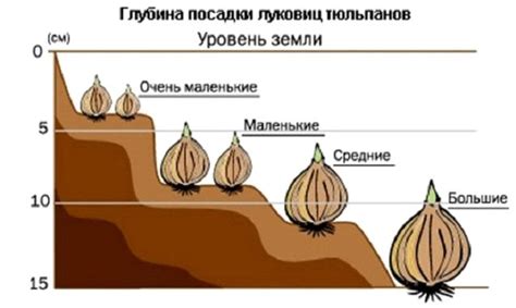 Глубина посадки проросших луковиц тюльпанов