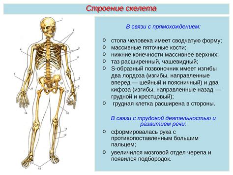 Головной и шейный отделы скелета