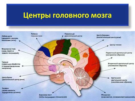 Головной мозг: анализ информации и принятие решений