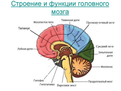 Головной мозг: местонахождение и защита