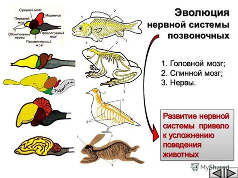 Головной мозг и спинной мозг у хордовых животных