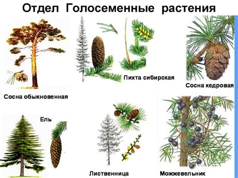 Голосеменные растения: основные характеристики и классификация