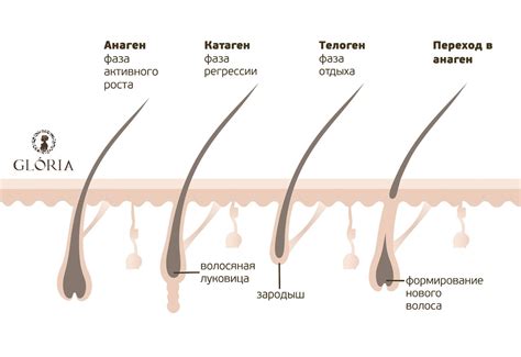 Гормональные изменения как основная причина роста лишнего волоса