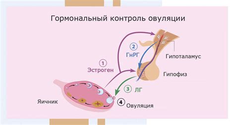 Гормональный статус и месячный цикл