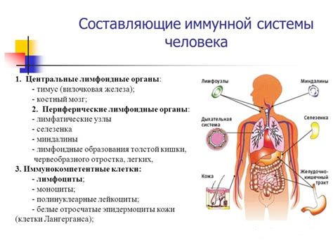 Гормоны и иммунная система