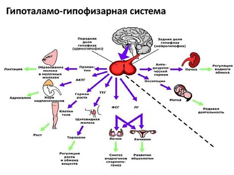 Гормоны и их роль в регуляции выделительной системы