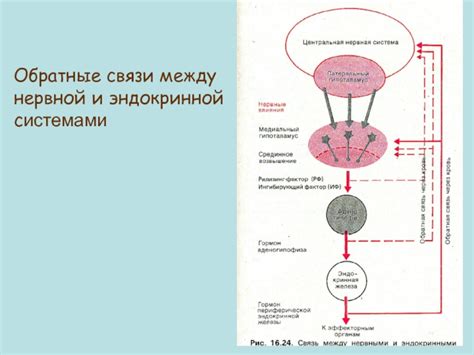 Гормоны и нервная система