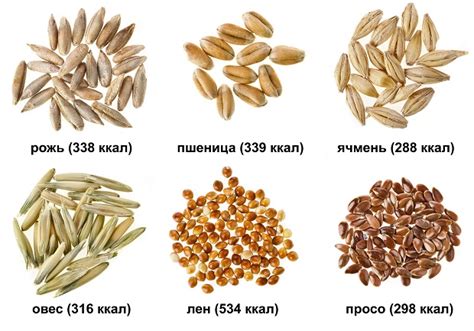 Гречка для здорового пищеварения