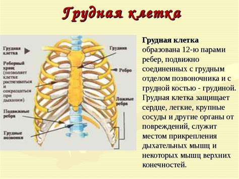 Грудная клетка: строение и функции