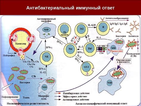 Гуморальный иммунитет