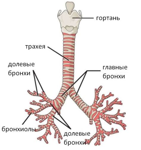 Давление на гортань и проблемы с дыханием