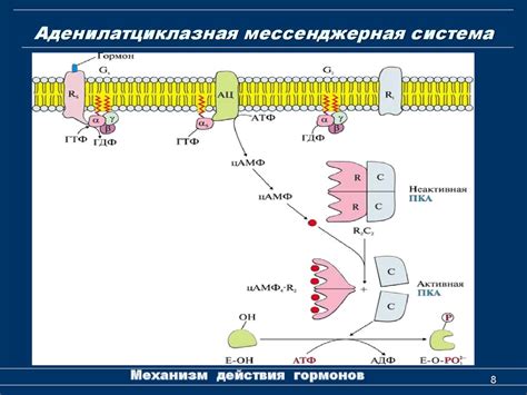 Действующие вещества и механизм действия