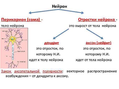 Дендриты и их функции в принятии информации