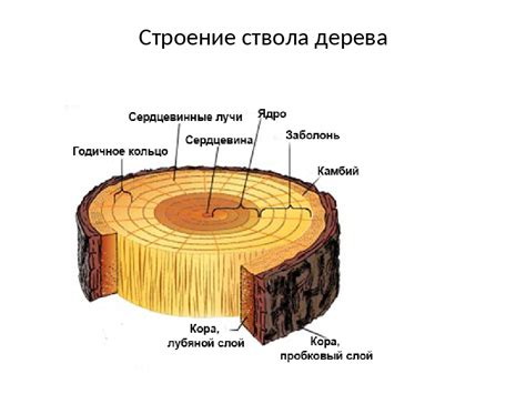 Дерево и древесина: основные понятия и характеристики