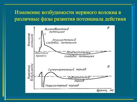 Диагностика возбудимости в перехватах Ранвье