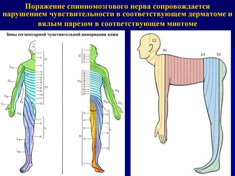 Диагностика заболевания периферической нервной системы