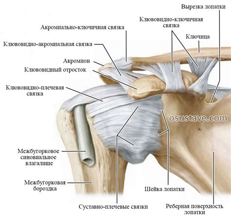 Диагностика порванных связок в плечевом суставе