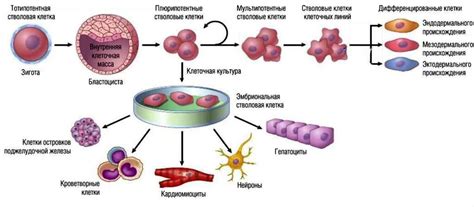 Дифференциация клеток зародыша