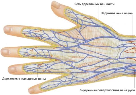 Длительность заживления лопнувшего сосуда на кисти руки