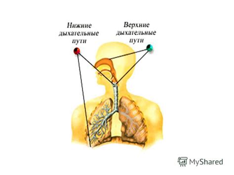 Добавление кислорода в организм: основная задача дыхательной системы