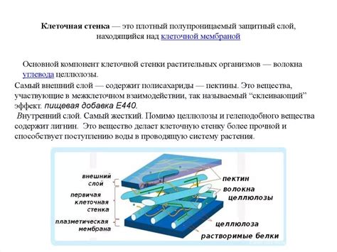 Другие компоненты клеточной стенки растений