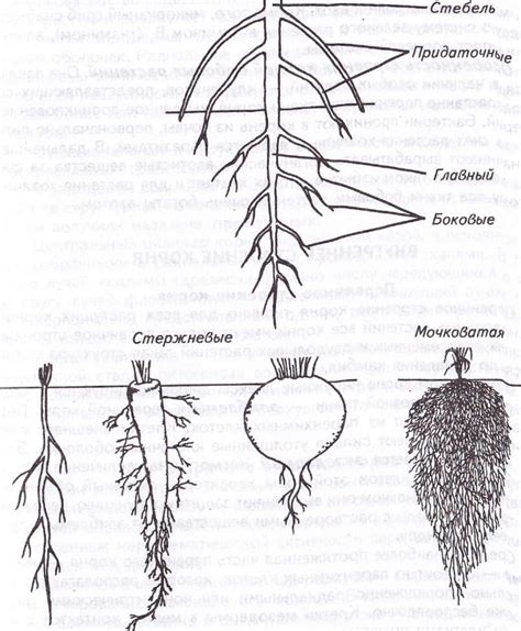 Другие типы корневых систем