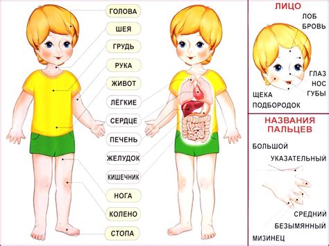 Другие части тела с ямками