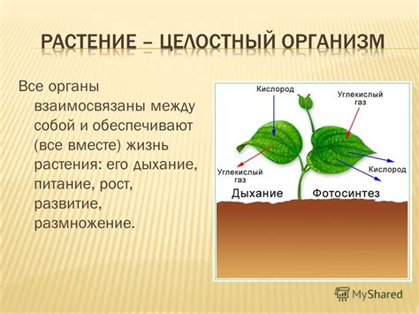 Дыхание и питание: как они взаимосвязаны?