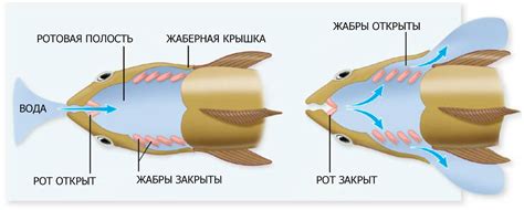 Дыхание через жабры у рыб и некоторых насекомых