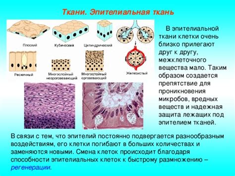 Естественные ткани и их особенности