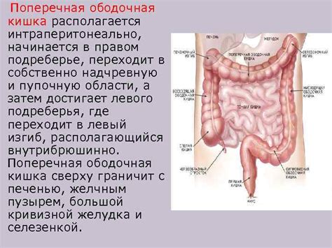 Желудок и кишечник