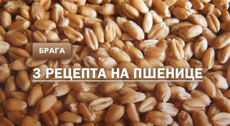 Женившись на пшенице: рецепты блюд