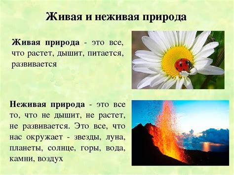 Живая природа: определение и основные примеры